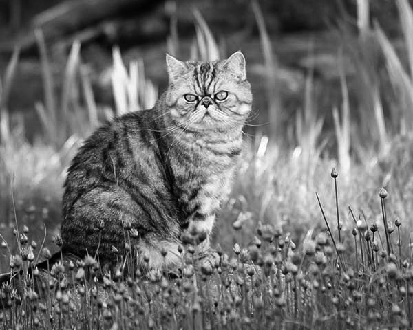 Exotic Shorthair