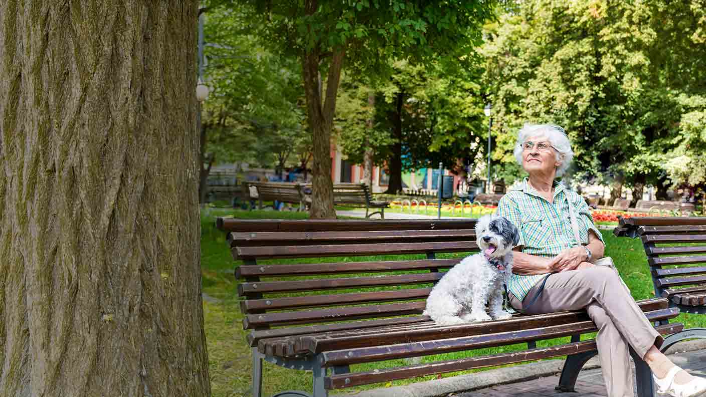 Best routines for senior dogs 