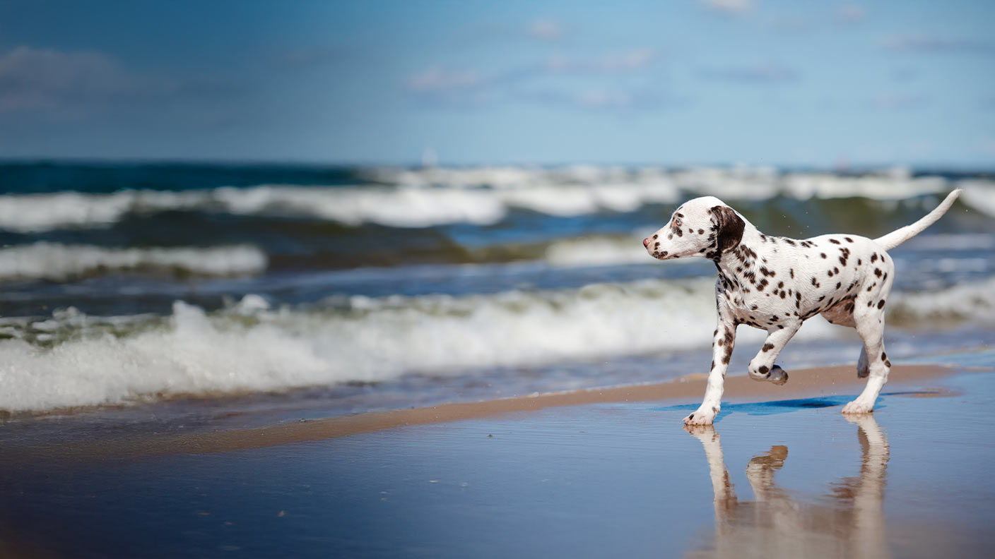 Dalmatian 