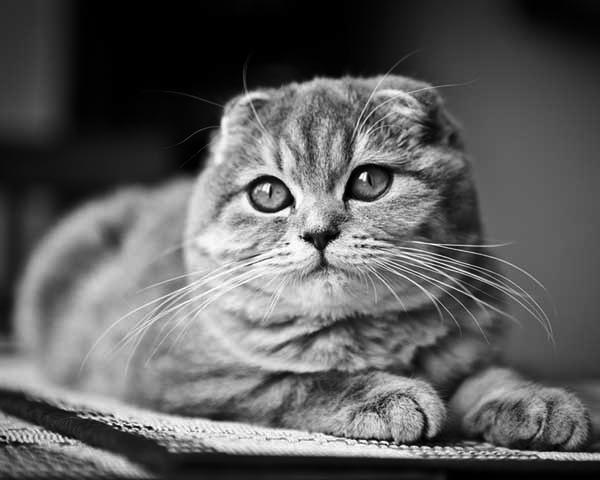 Scottish Fold