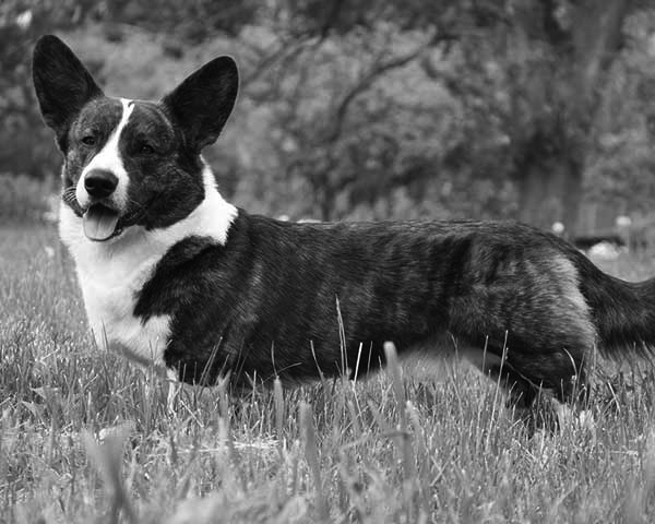 Cardigan Welsh Corgi