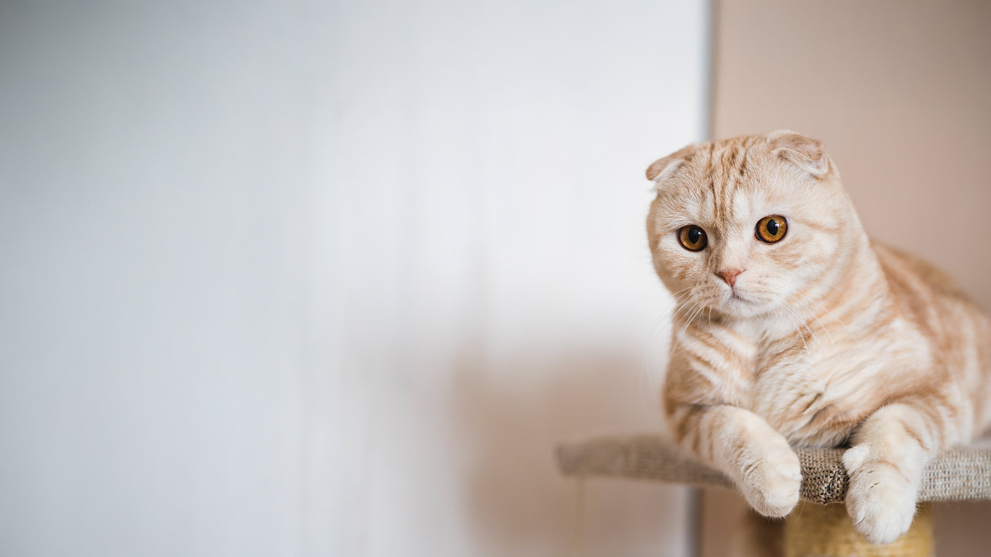 Scottish Fold