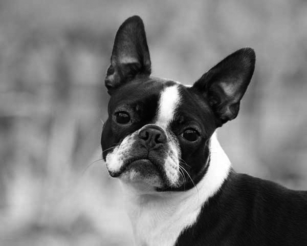 Boston Terrier