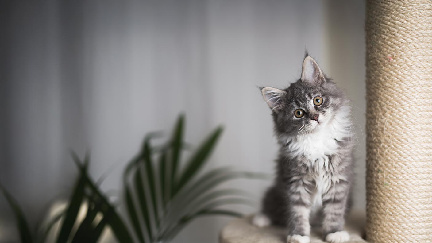 Maine Coon