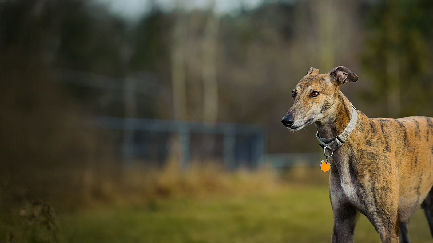 Greyhound 