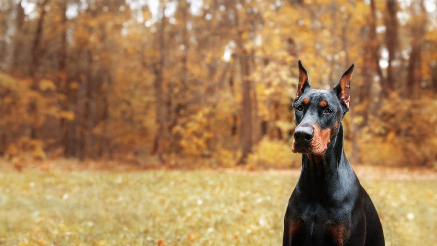 Cocker Spaniel
