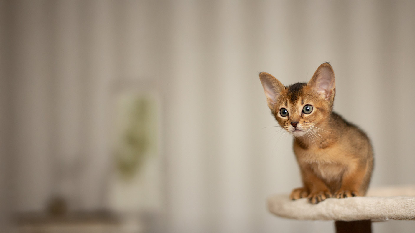 Abyssinian