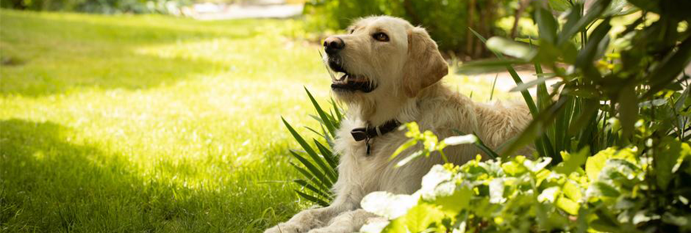 Creating the perfect dog-friendly garden