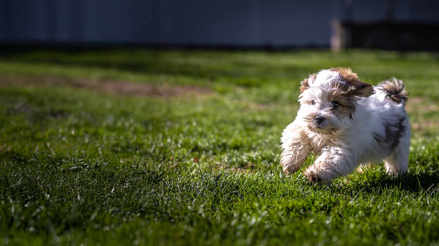 Lhasa Apso
