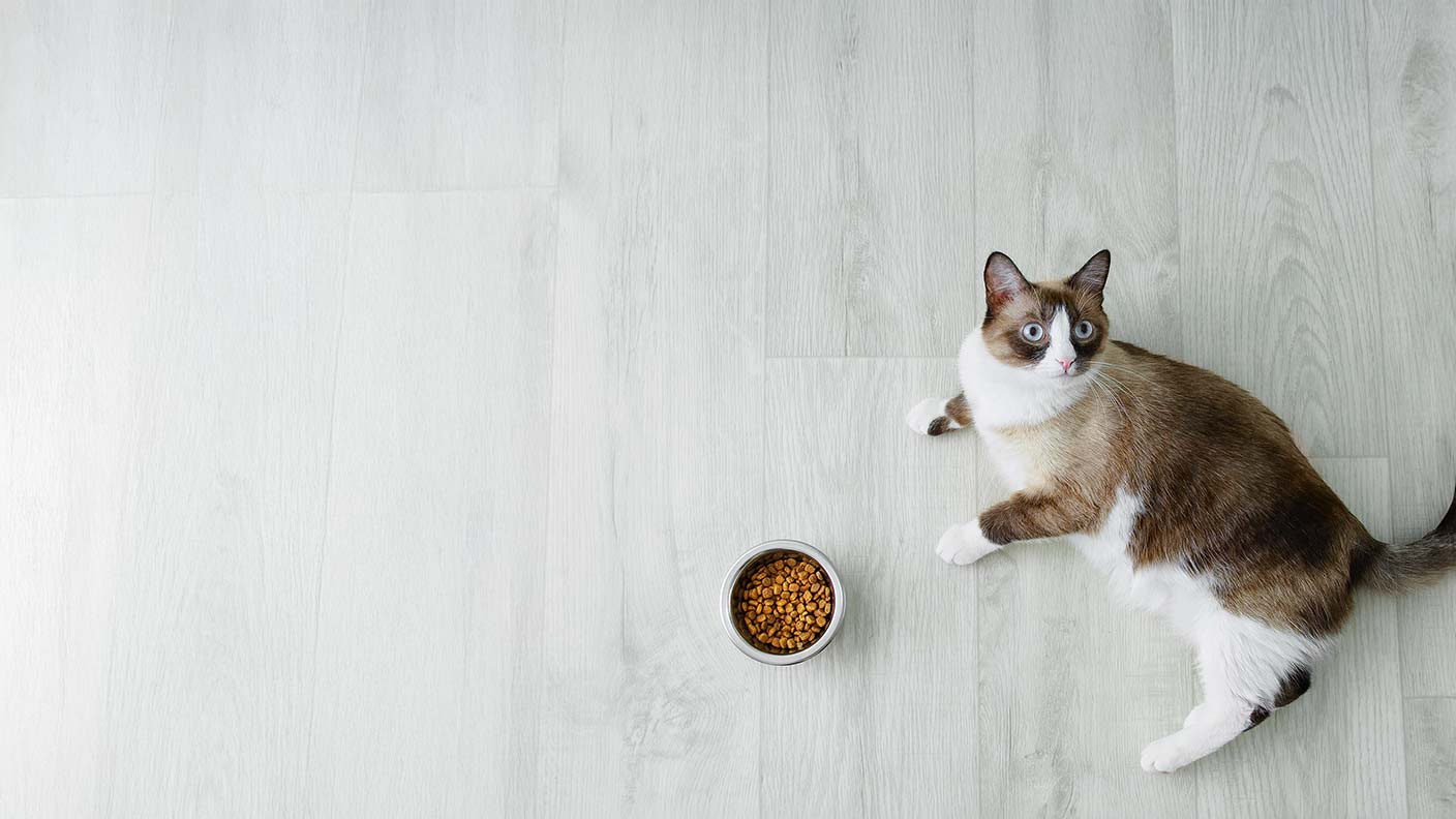 Snowshoe