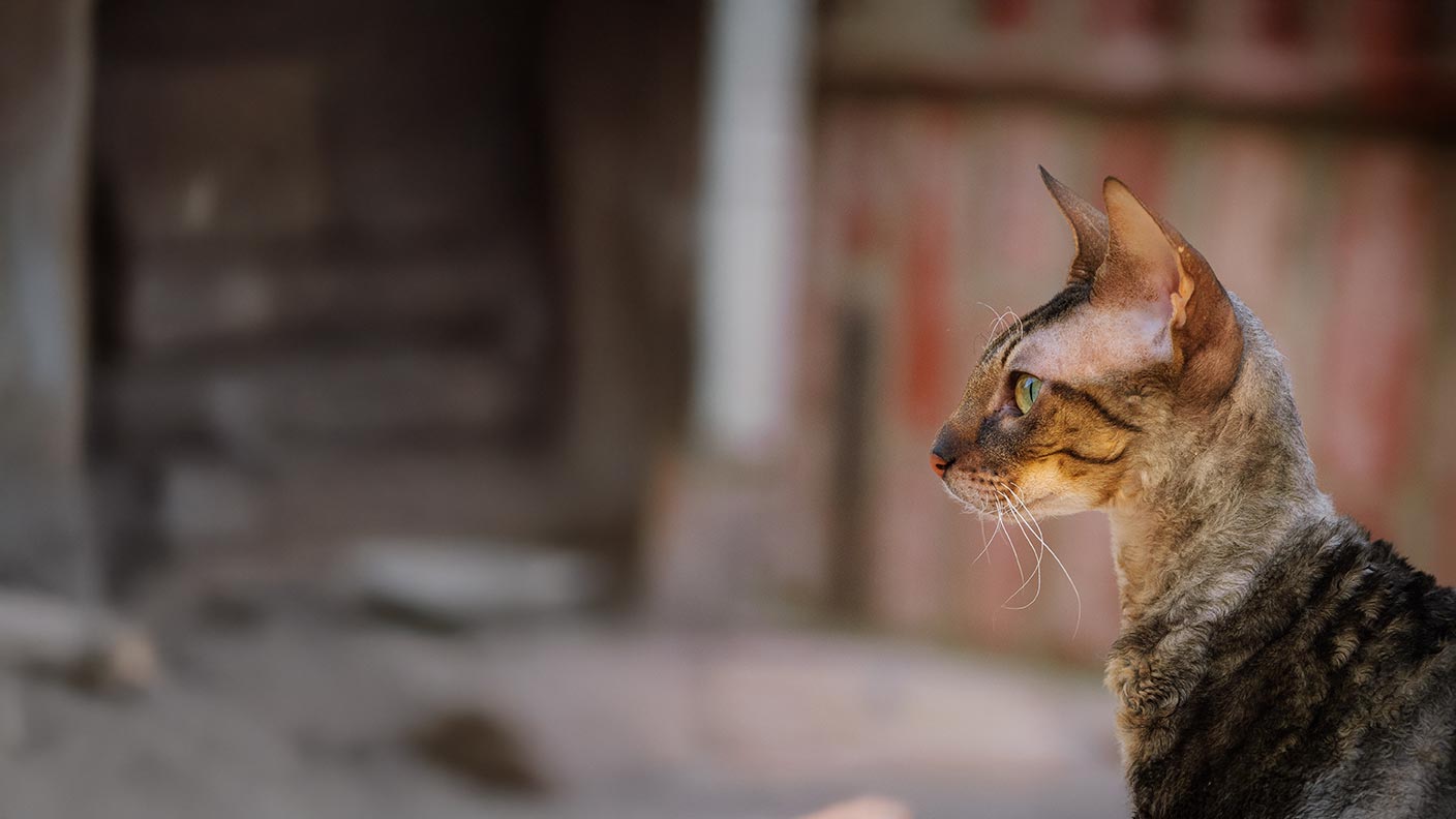 Cornish Rex