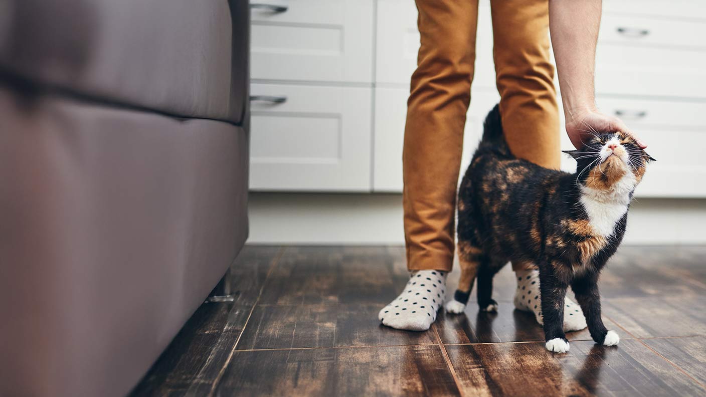 How to keep cats healthy indoors