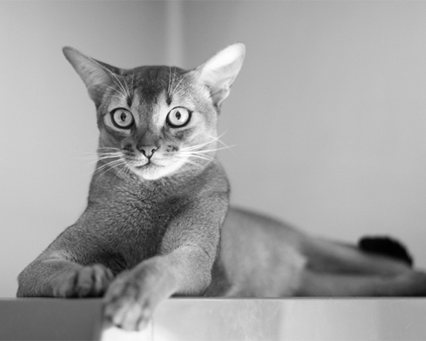 Abyssinian