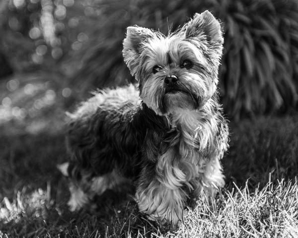 Yorkshire Terrier