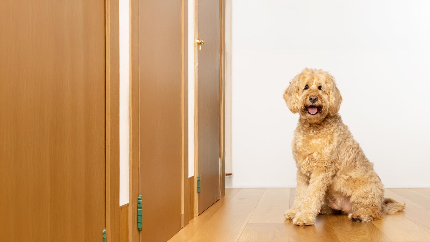 Labradoodle 
