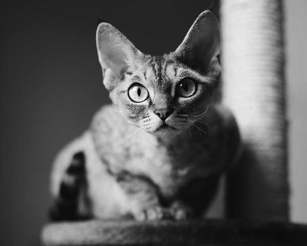 Devon Rex