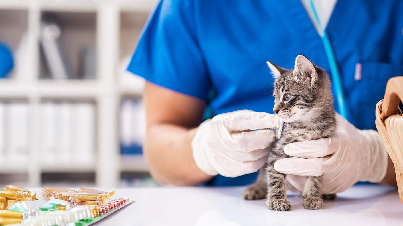  Vet holding cat