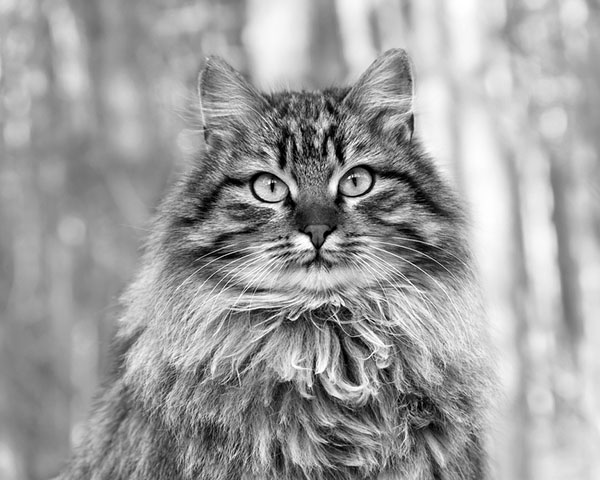 Siberian Cat