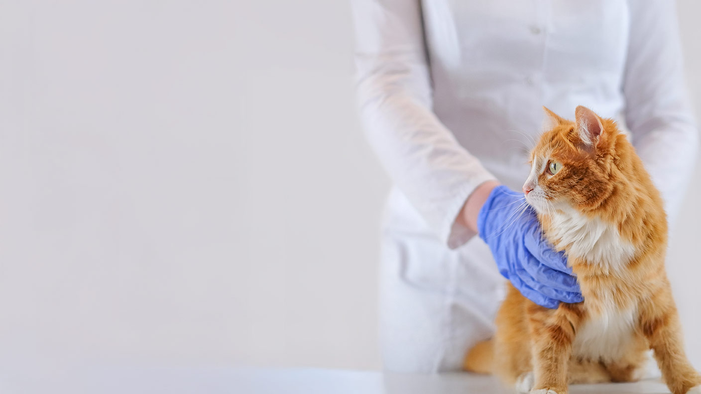 Annual Check-Ups for Cats