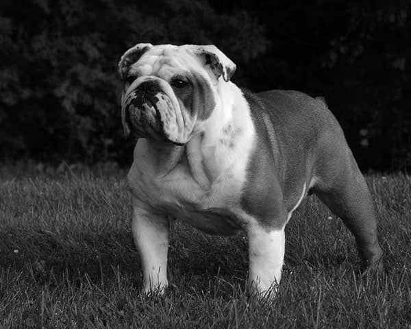 Bulldog