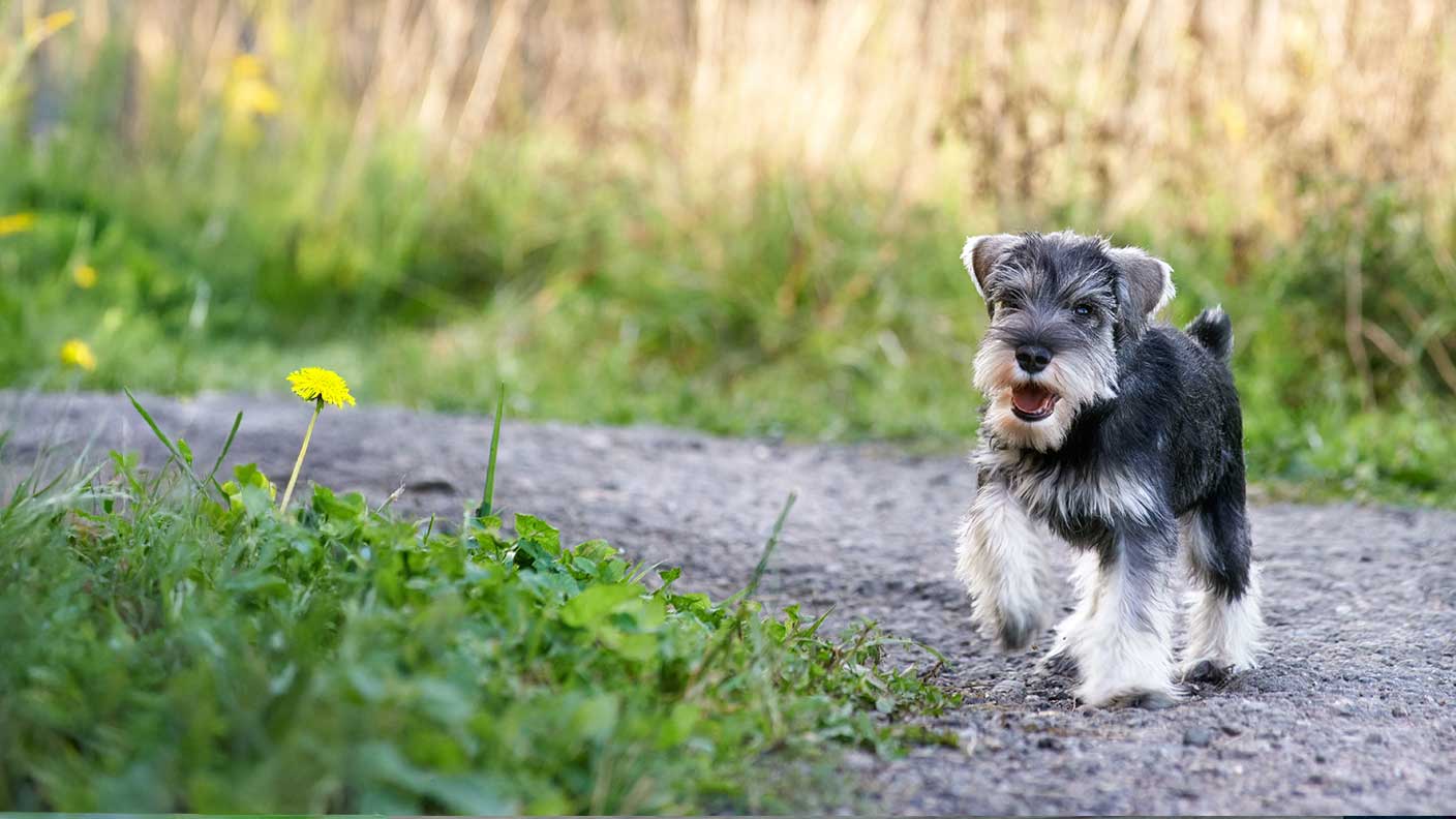 Miniature Schnauzer