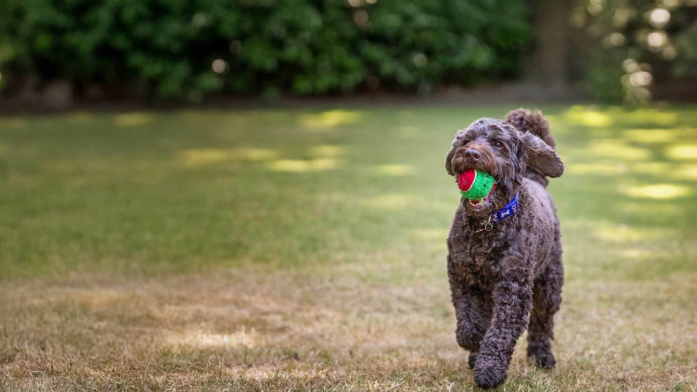 Cockapoo 