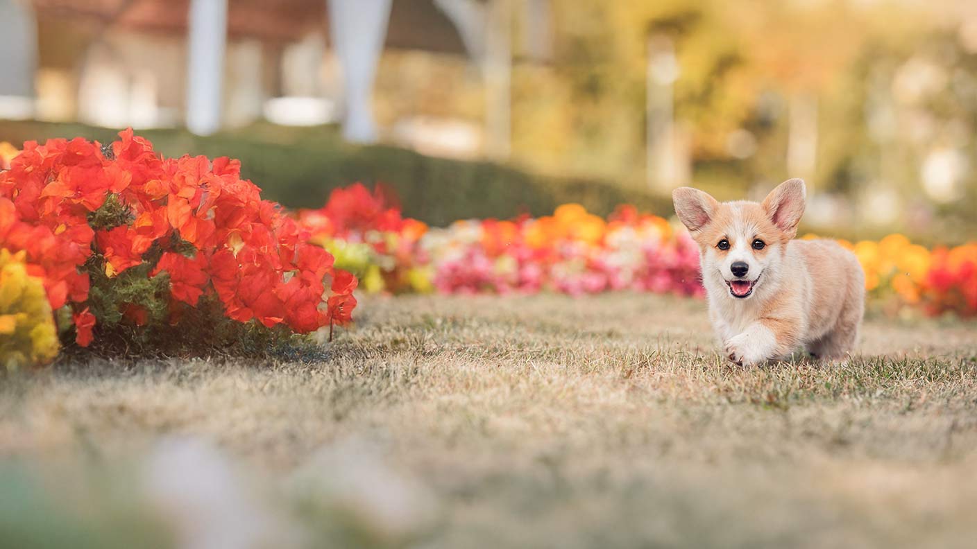 Pembroke Welsh Corgi
