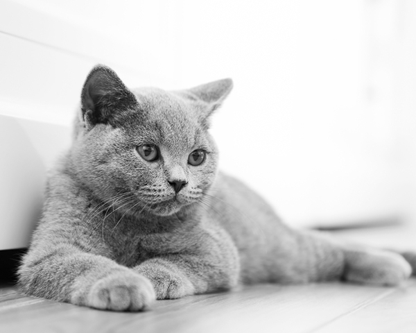 British shorthair