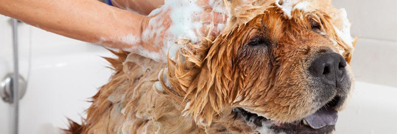 How to bathe and clean your dog