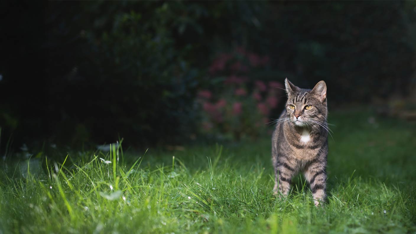 Moggie