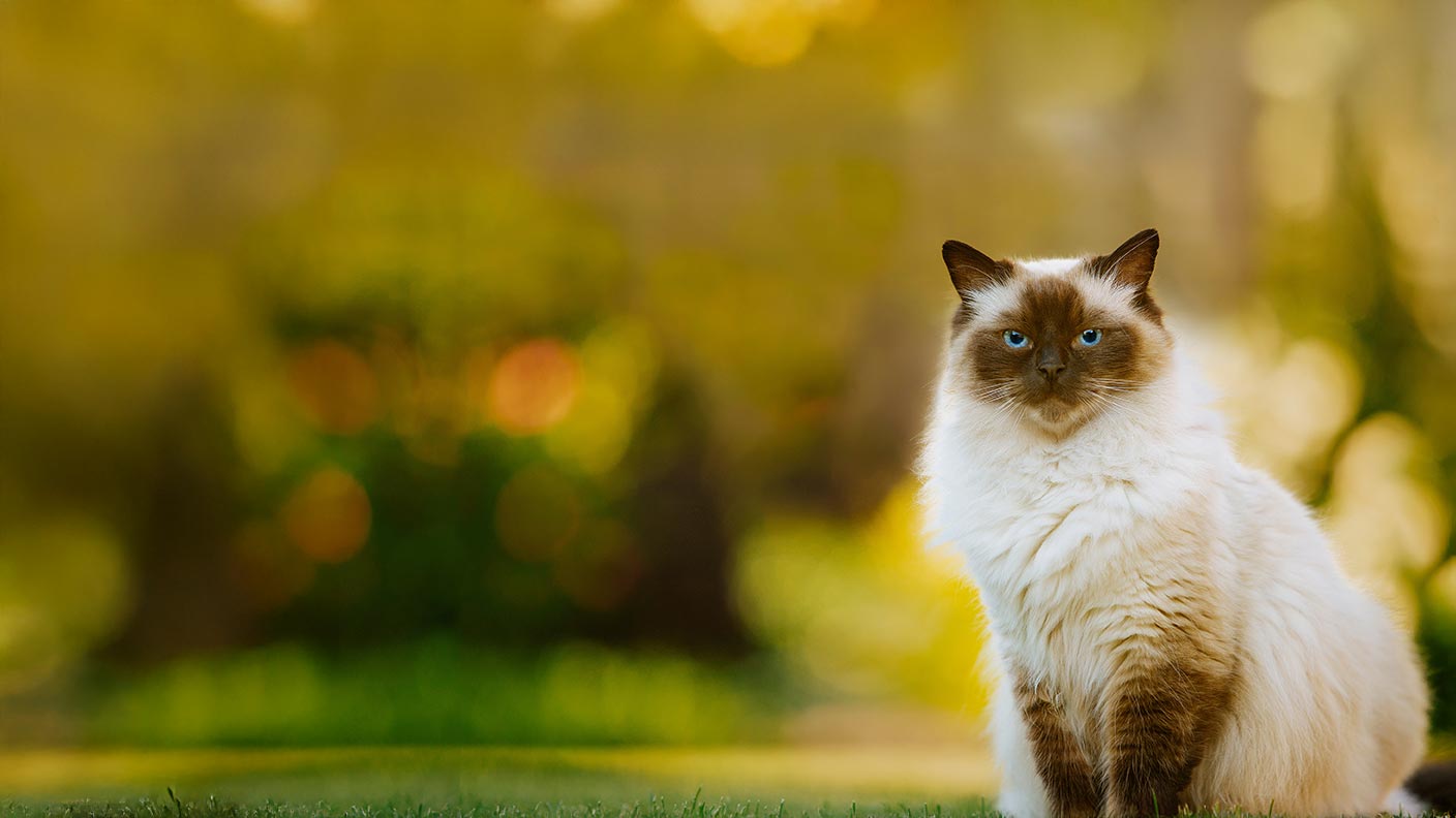 Ragdoll