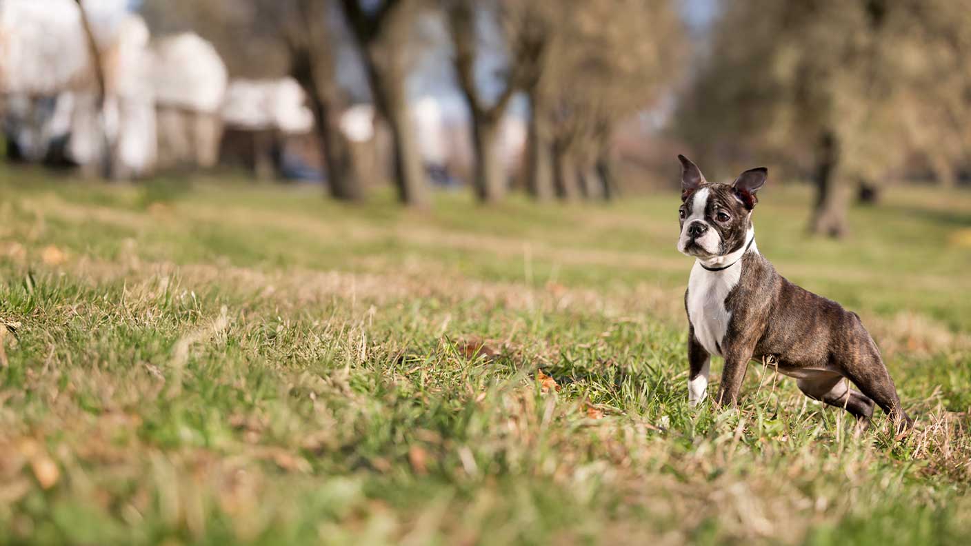 Boston Terrier