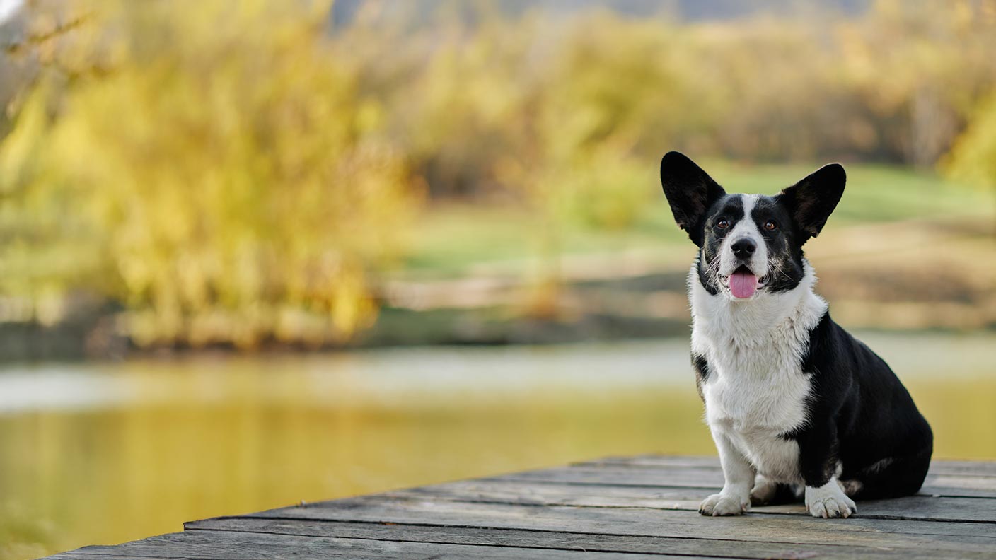Cardigan Welsh Corgi