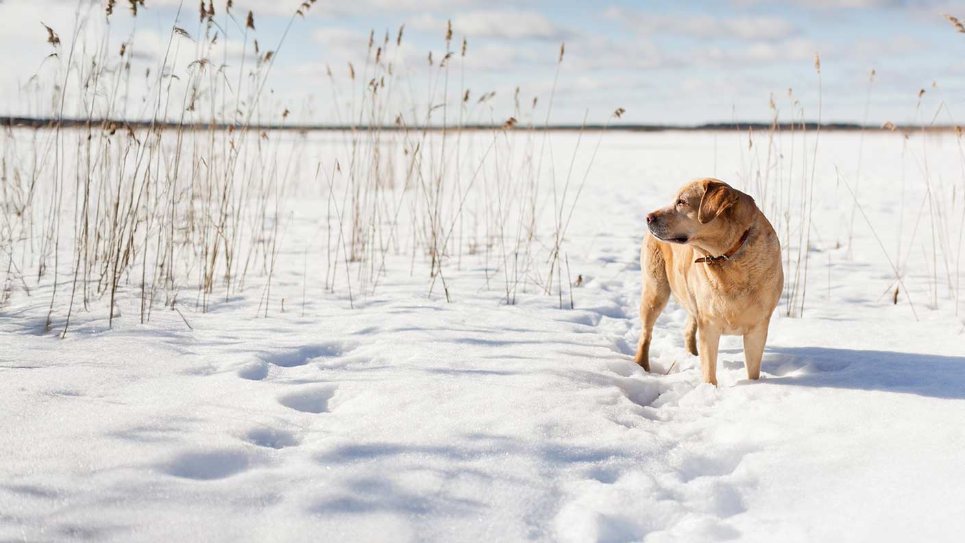 Dog in snow