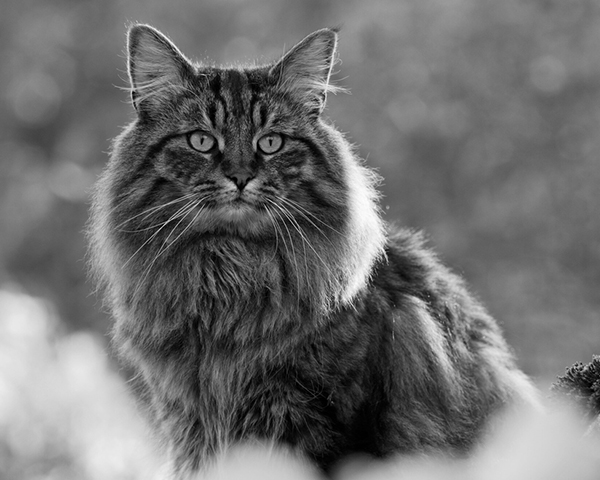 Norwegian Forest