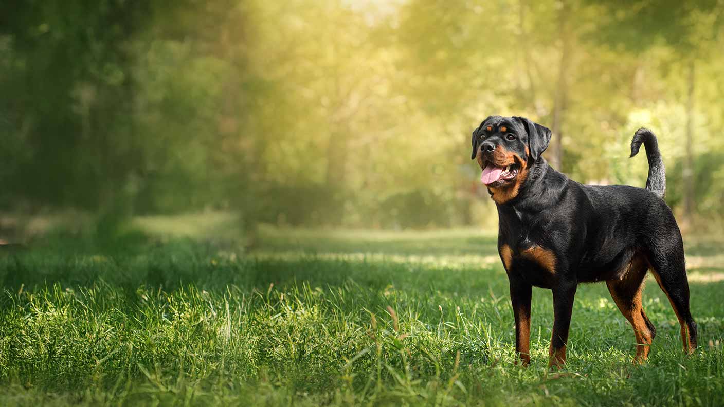 Rottweiler 