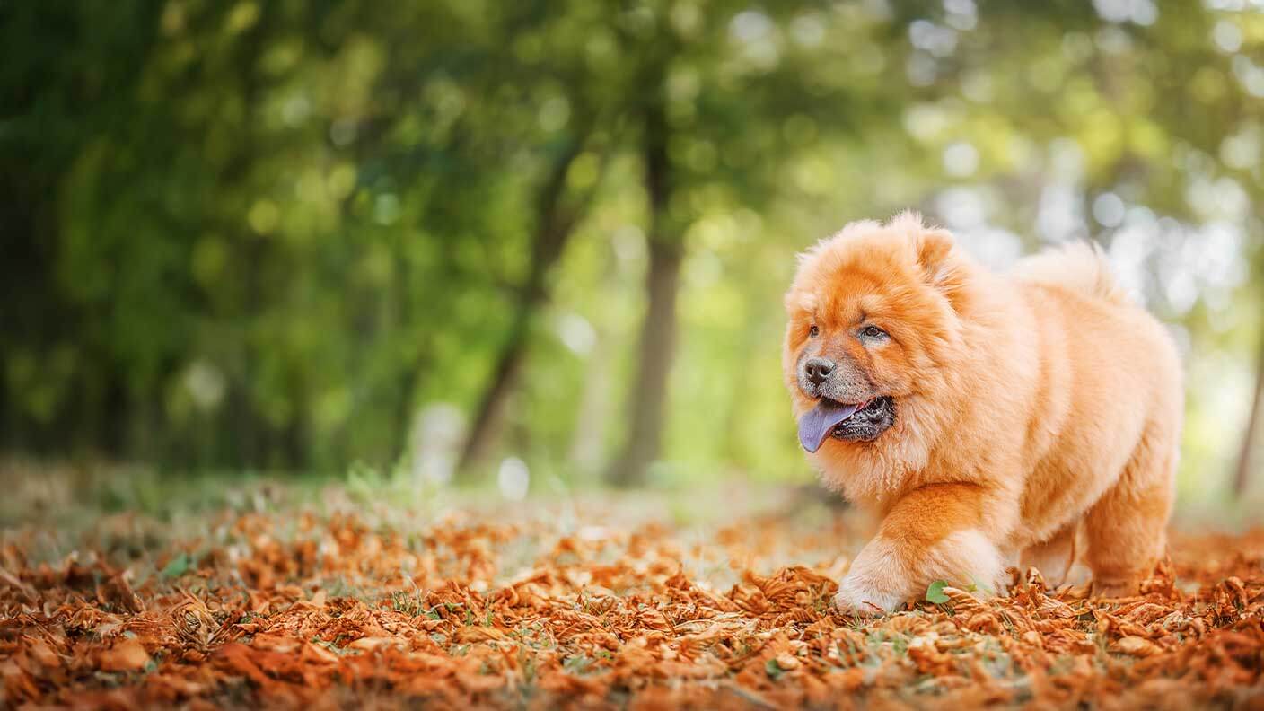 Chow Chow