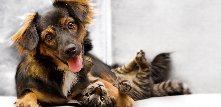 Health and wellbeing Dog and cat