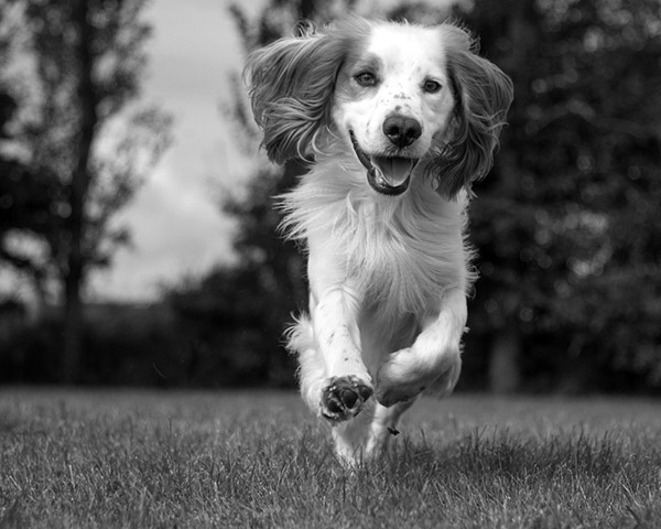 Cocker Spaniel