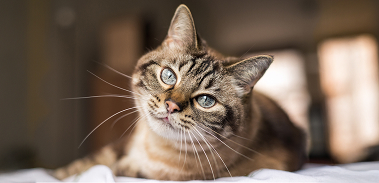 Cat insurance Cat close-up