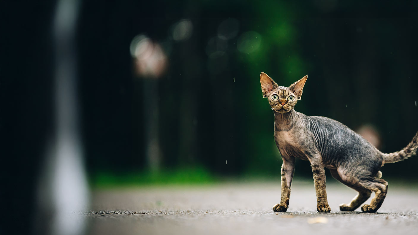 Devon Rex