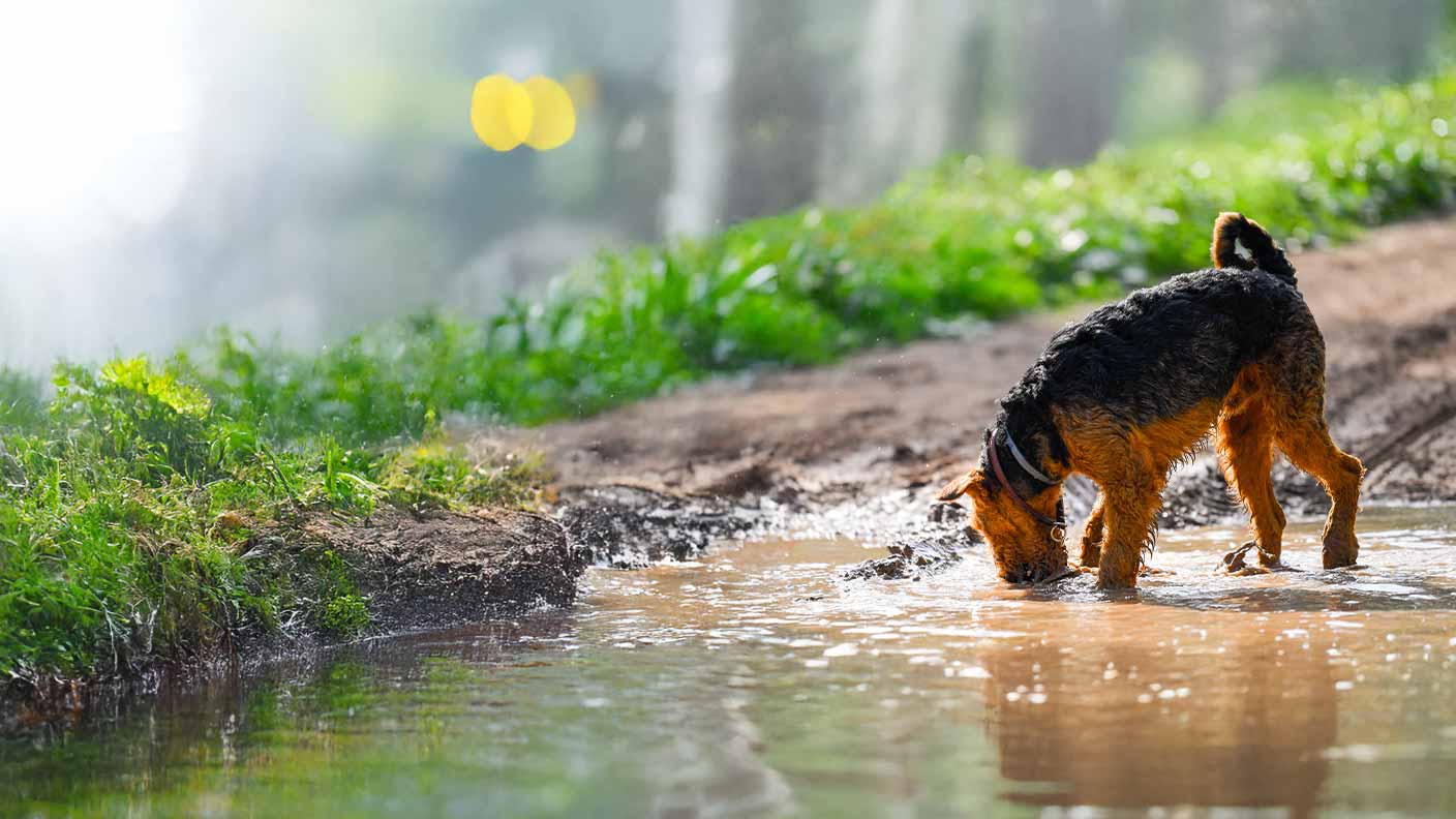 Puppy and dog worming: How often to worm a dog
