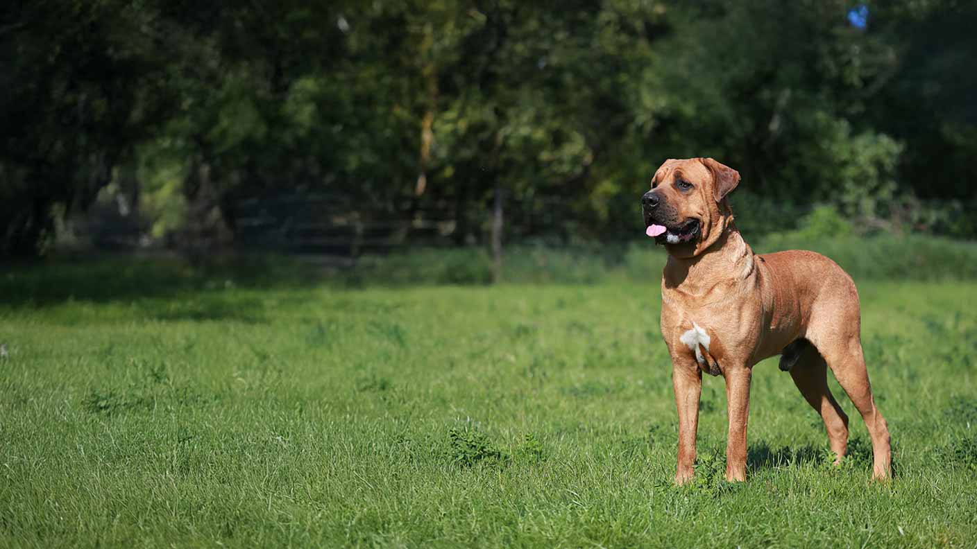 Mastiff