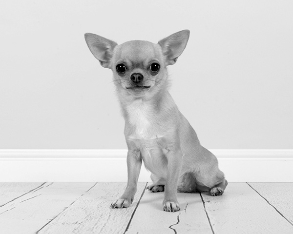 Chihuahua