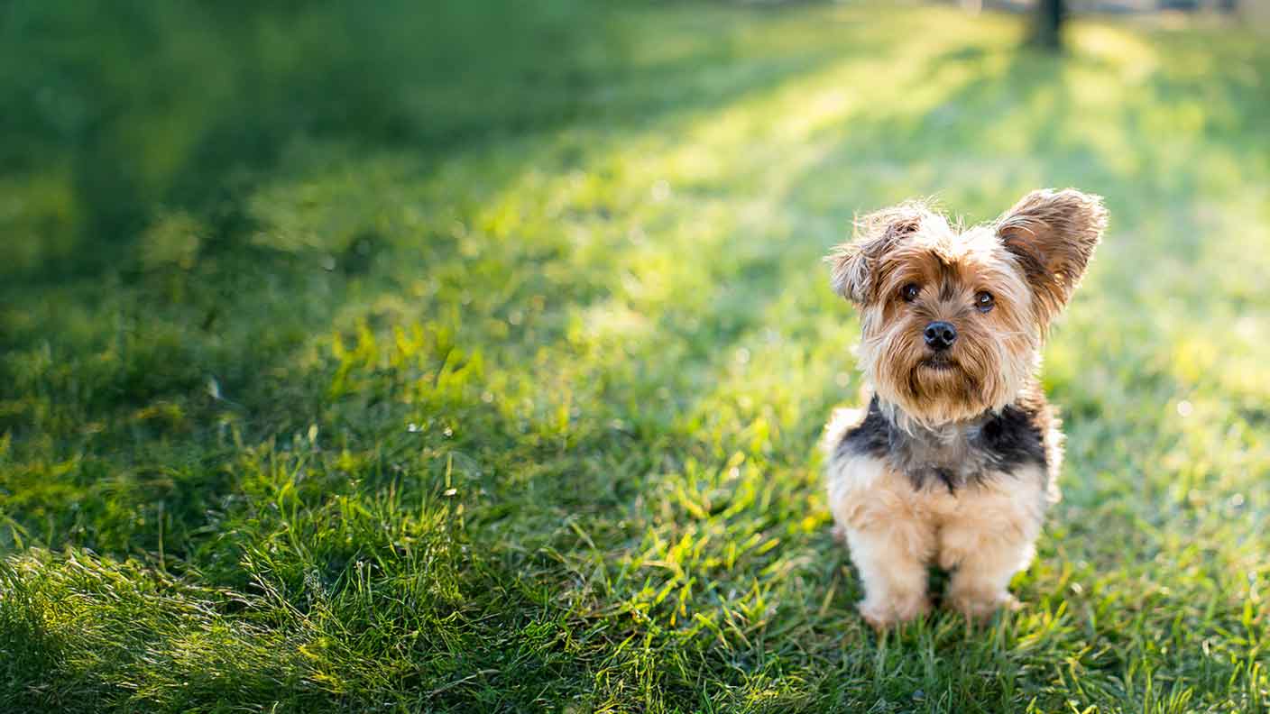 Yorkshire Terrier 