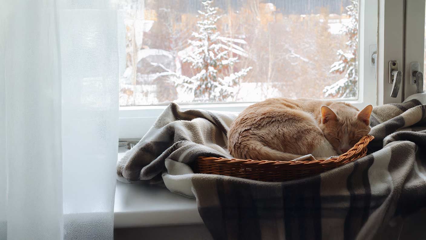 Winter cat care 