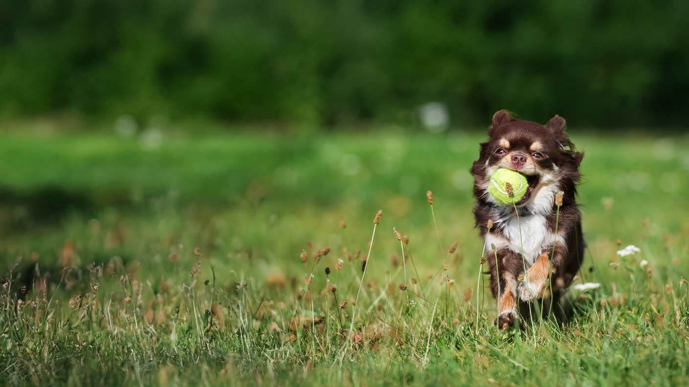 Chihuahua