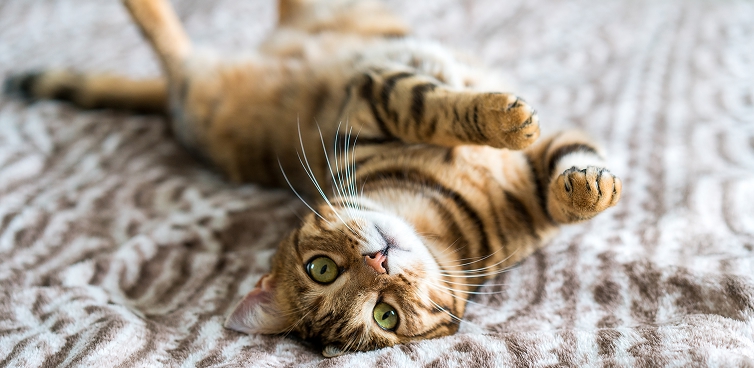 Cat on its back