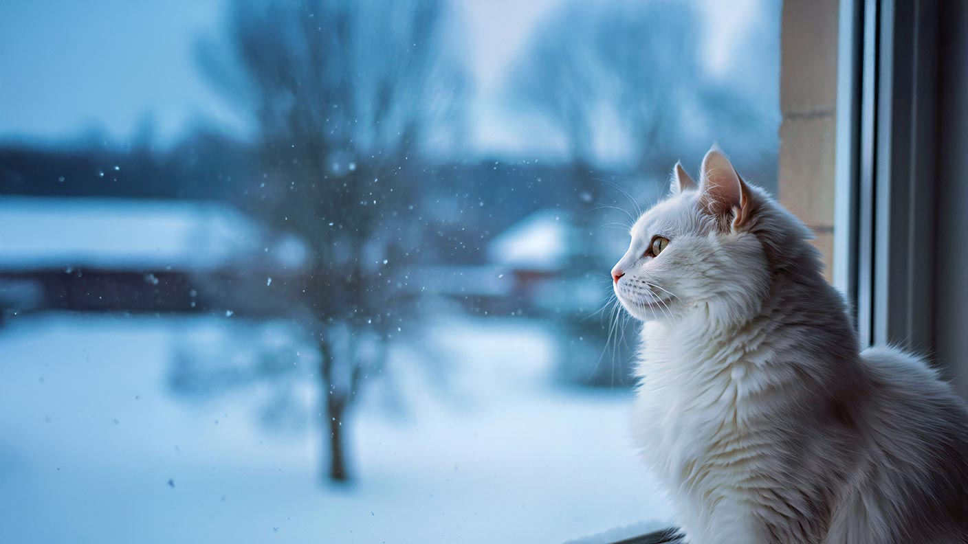 Turkish Angora
