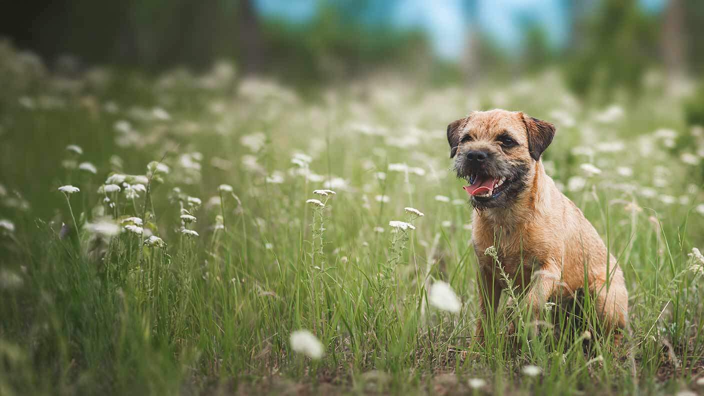 Border Terrier
